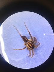 Pardosa oreophila