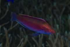 Cirrhilabrus beauperryi