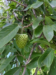 Annona squamosa