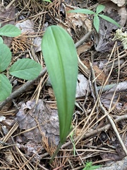 Platanthera lacera