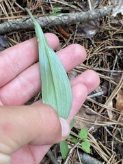 Platanthera lacera