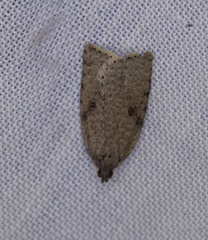 Meritastis polygraphana