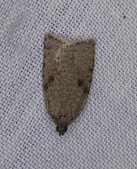 Meritastis polygraphana