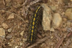 Setina aurita