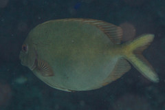 Siganus punctatissimus