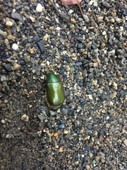 Anomala albopilosa albopilosa