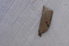 Meritastis polygraphana