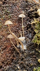 Mycena stipata