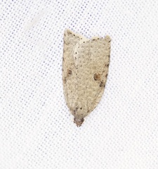 Meritastis polygraphana