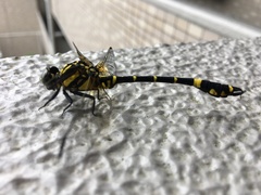 Melligomphus viridicostus