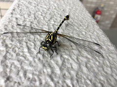 Melligomphus viridicostus