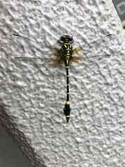 Melligomphus viridicostus