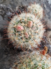 Mammillaria jaliscana jaliscana