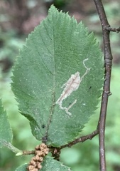 Caloptilia ostryaeella