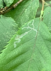 Caloptilia ostryaeella