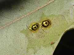 Ischnocodia annulus image