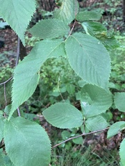 Caloptilia ostryaeella