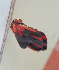 Hypoprepia miniata
