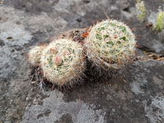 Mammillaria jaliscana jaliscana