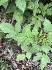 Pseudochorthippus parallelus