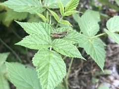 Pseudochorthippus parallelus