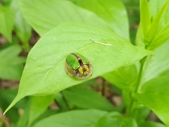 Physonota nitidicollis