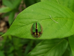 Physonota nitidicollis