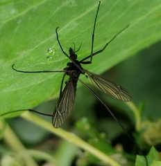 Nigrotipula nigra