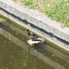Anas platyrhynchos