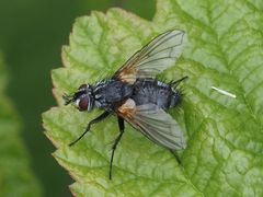 Pelatachina
