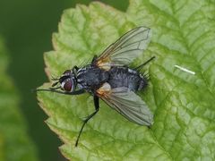 Pelatachina