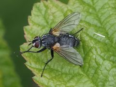 Pelatachina