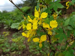 Tropaeolum peregrinum