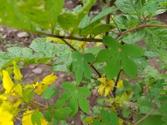 Tropaeolum peregrinum