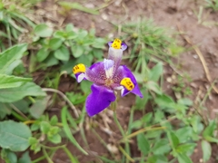 Hesperoxiphion herrerae