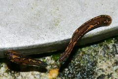 Tritetrabdella taiwana