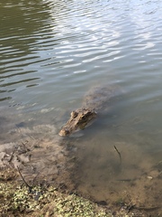 Caiman crocodilus fuscus