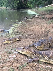 Caiman crocodilus fuscus