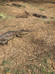 Caiman crocodilus fuscus