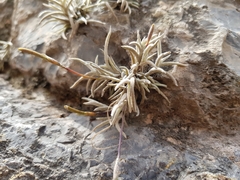 Tillandsia capillaris