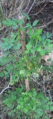 Notobubon galbanum