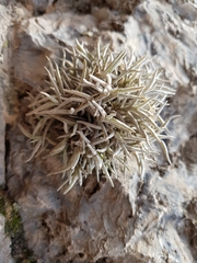 Tillandsia capillaris