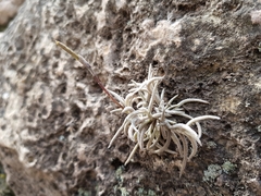 Tillandsia capillaris