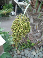 Butia capitata