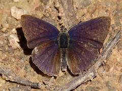 Stempfferia cinerea
