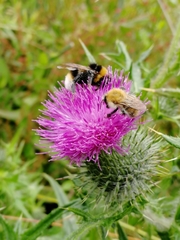 Bombus