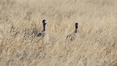 Eupodotis caerulescens