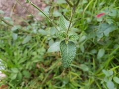 Salvia oppositiflora