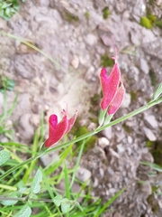 Salvia oppositiflora