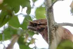 Batrachostomus moniliger